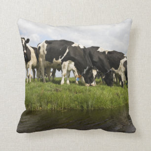 Group of Friesian cows Throw Pillow