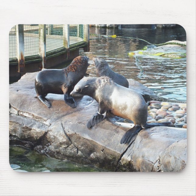 Group of fur seals mouse pad (Front)