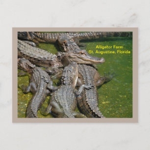 Group of gators at alligator farm holiday postcard