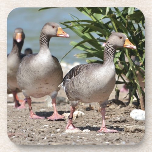 Group of greylag geese walking beverage coaster