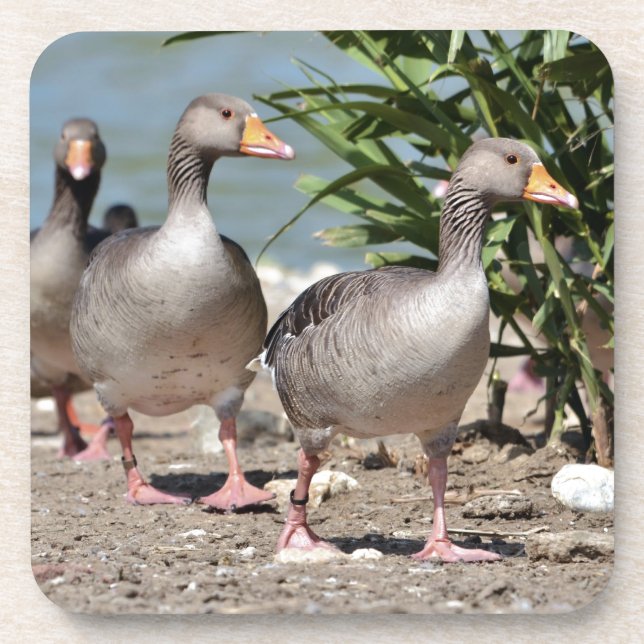 Group of greylag geese walking beverage coaster (Front)