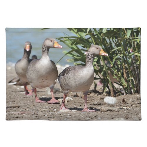 Group of greylag geese walking cloth placemat