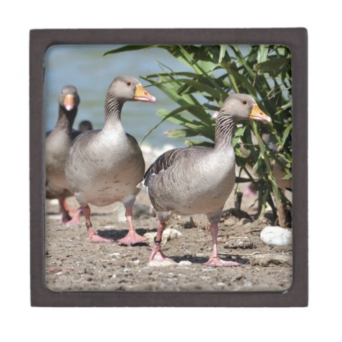 Group of greylag geese walking gift box