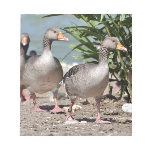 Group of greylag geese walking notepad