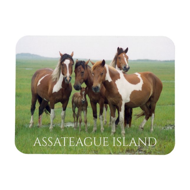 Group of Horses, Assateague National Seashore Magnet (Horizontal)