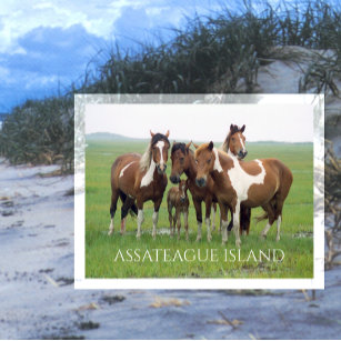 Group of Horses, Assateague National Seashore Postcard