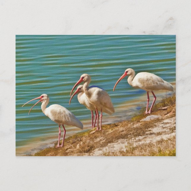 Group of Ibises Postcard (Front)