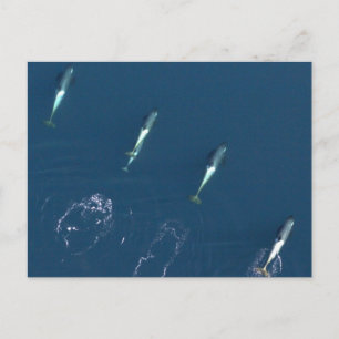 Group of Killer Whales Swimming Postcard