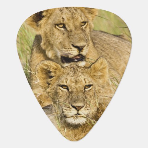 Group of lion cubs Panthera leo Masai Mara Guitar Pick