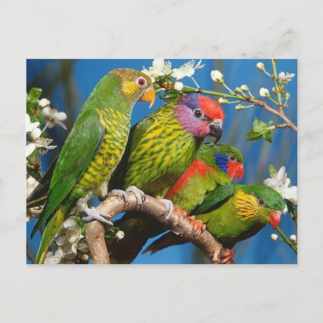 Group of Lories Postcard (Front)