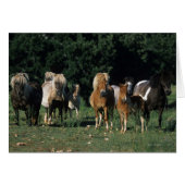 Group of Miniature Foals (Front Horizontal)