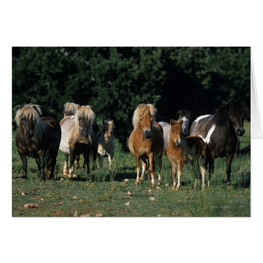 Group of Miniature Foals (Front Horizontal)