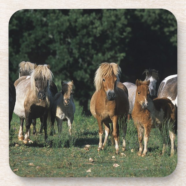 Group of Miniature Foals Beverage Coaster (Front)
