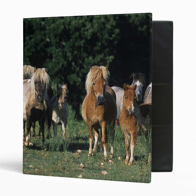 Group of Miniature Foals Binder (Front/Inside)