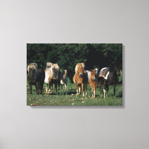 Group of Miniature Foals Canvas Print