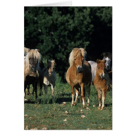 Group of Miniature Foals Cards (Front)