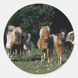 Group of Miniature Foals Classic Round Sticker