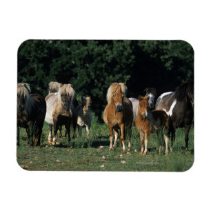 Group of Miniature Foals Magnet