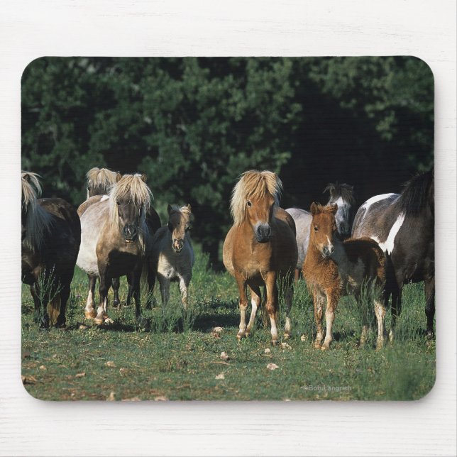 Group of Miniature Foals Mouse Pad (Front)