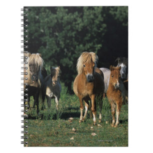 Group of Miniature Foals Notebook