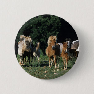 Group of Miniature Foals Pinback Button