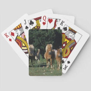Group of Miniature Foals Poker Cards