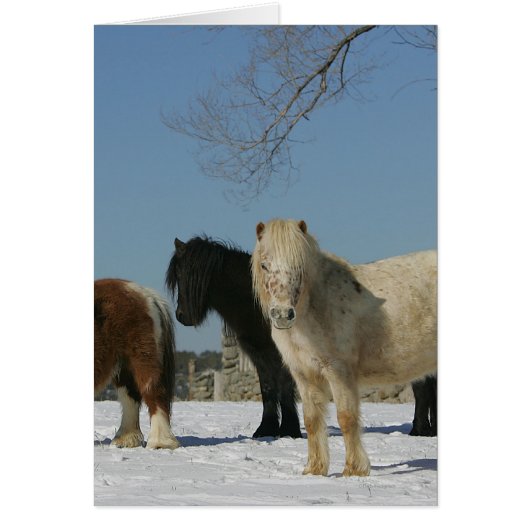 Group of Miniature Horses in the Snow Cards (Front)