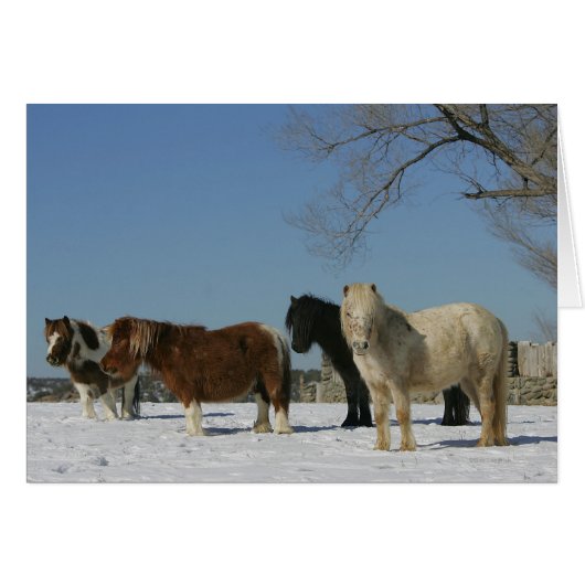 Group of Miniature Horses in the Snow Cards (Front Horizontal)
