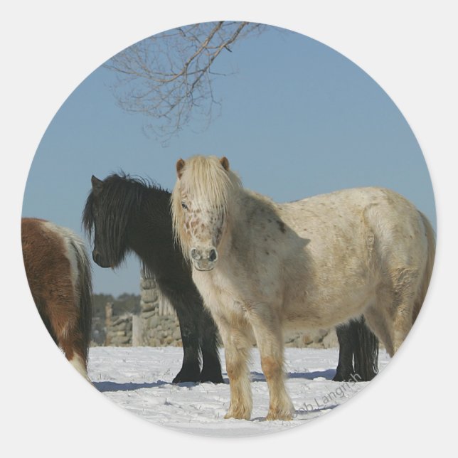 Group of Miniature Horses in the Snow Classic Round Sticker (Front)