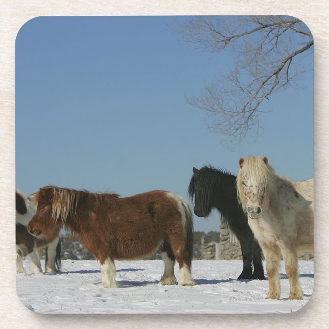 Group of Miniature Horses in the Snow Drink Coaster (Front)