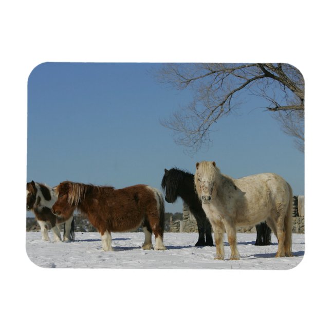 Group of Miniature Horses in the Snow Magnet (Horizontal)