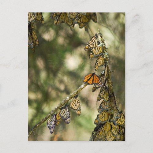 Group of Monarch Butterfies Mexico Postcard