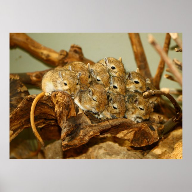 Group of Mongolian Gerbils Meriones Unguiculatus Poster (Front)