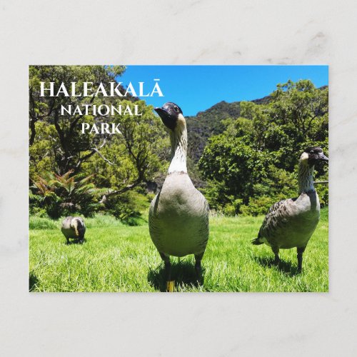 Group of Nēnē Haleakalā National Park Maui HI P Postcard
