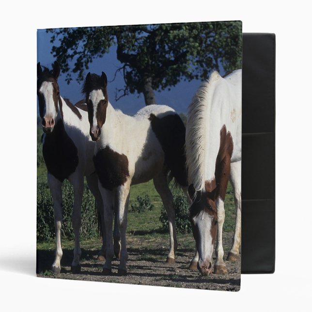 Group of Paint Horses 3 Ring Binder (Front/Inside)
