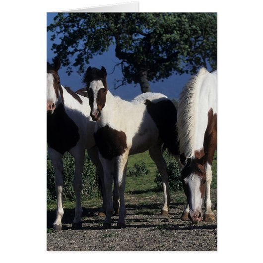 Group of Paint Horses Cards (Front)
