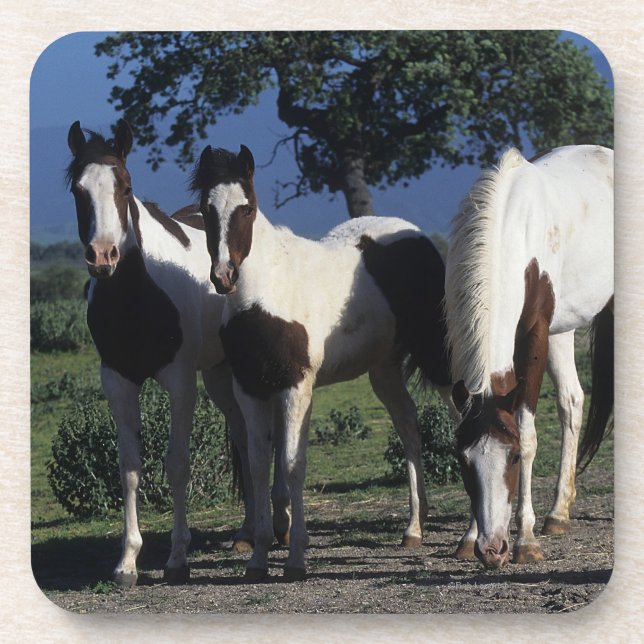 Group of Paint Horses Drink Coaster (Front)