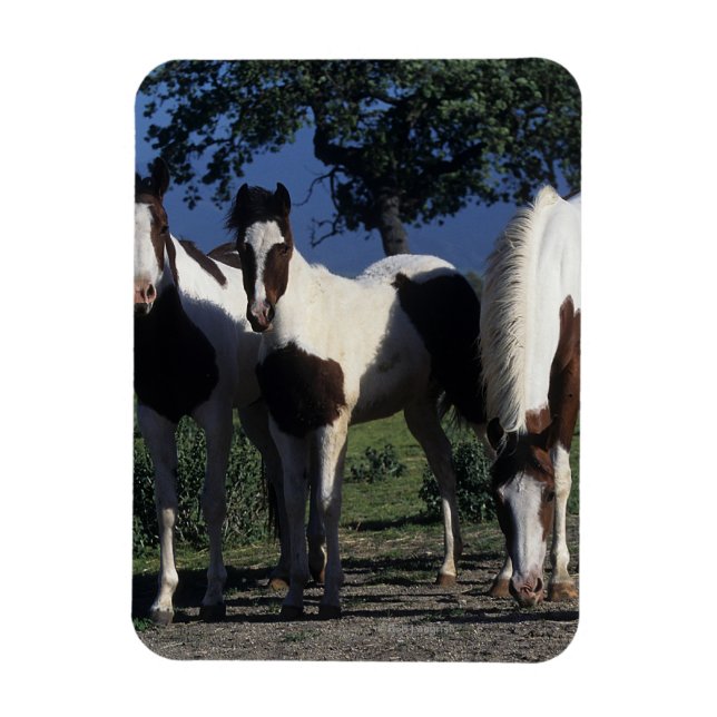Group of Paint Horses Magnet (Vertical)