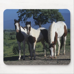 Group of Paint Horses Mouse Pad
