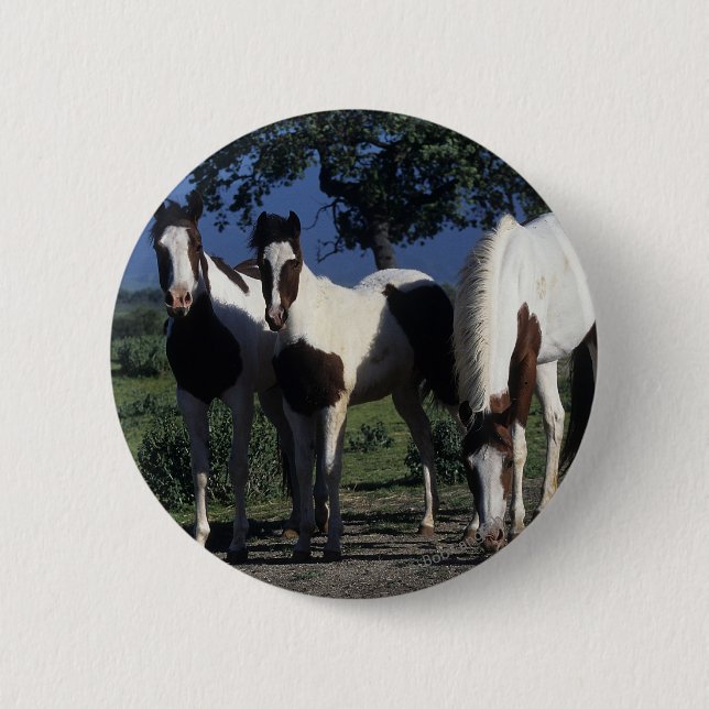 Group of Paint Horses Pinback Button (Front)