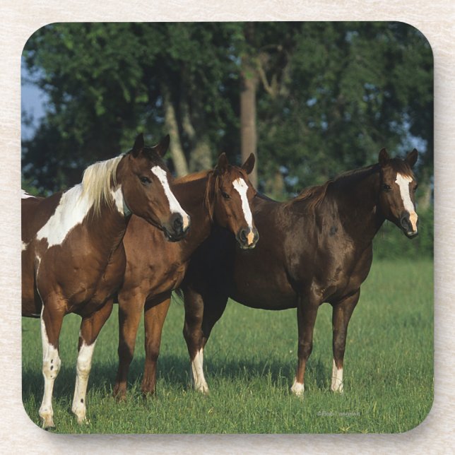 Group of Paint Horses Standing Beverage Coaster (Front)