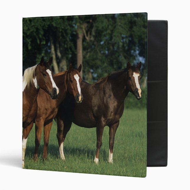 Group of Paint Horses Standing Binder (Front/Inside)