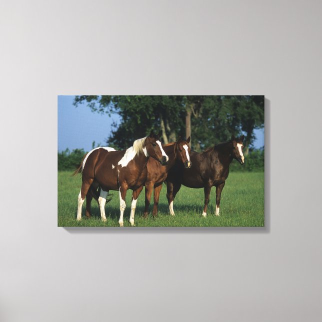 Group of Paint Horses Standing Canvas Print (Front)