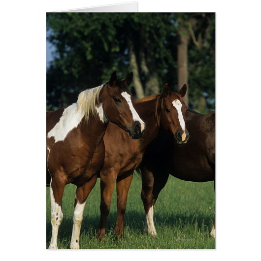 Group of Paint Horses Standing Cards (Front)