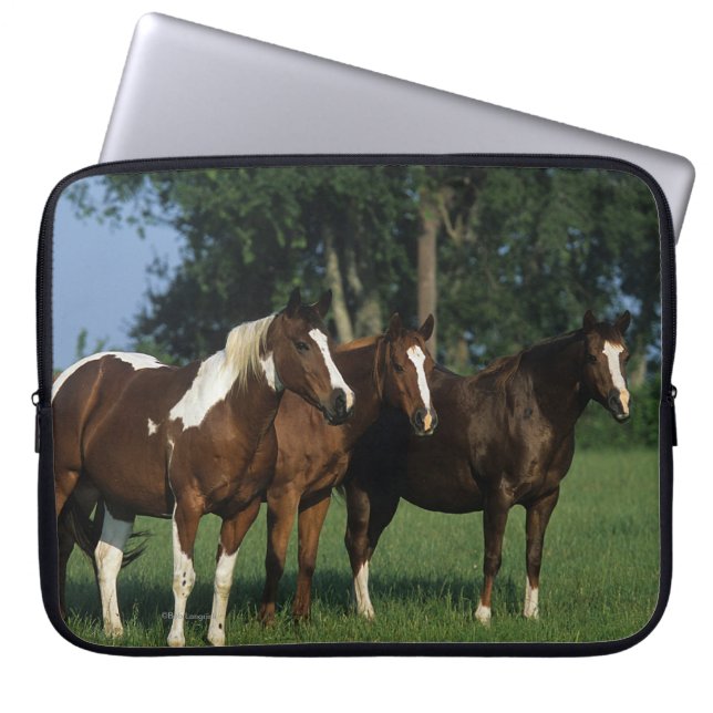 Group of Paint Horses Standing Laptop Sleeve (Front)