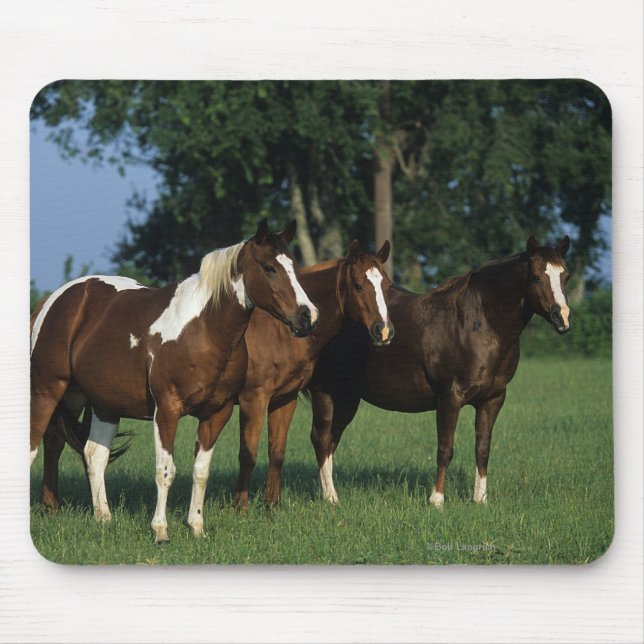 Group of Paint Horses Standing Mouse Pad (Front)