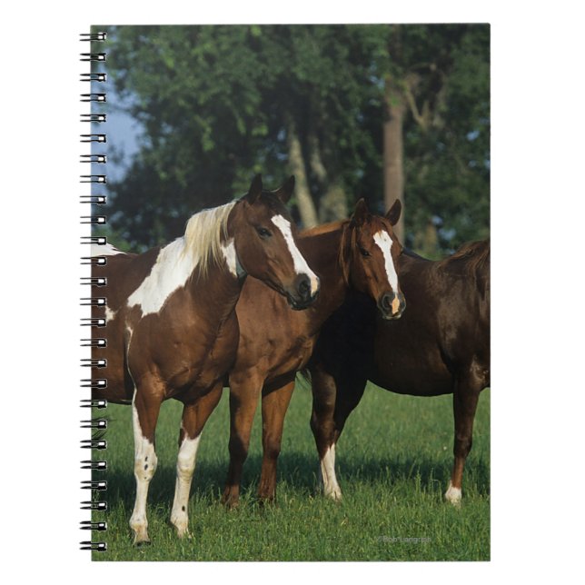 Group of Paint Horses Standing Notebook (Front)