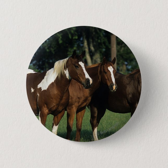 Group of Paint Horses Standing Pinback Button (Front)