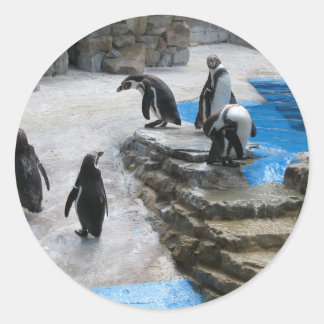 Group Of Penguins Classic Round Sticker