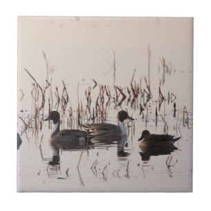 Group of Pintail Ducks Gather and Swims in a lake Ceramic Tile
